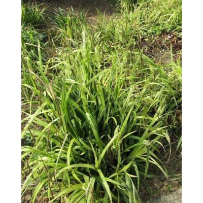 Carex pendula – Lecsüngő sás