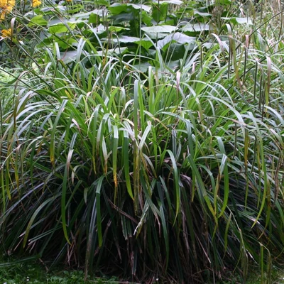 Carex pendula 'Maxima' – Sás
