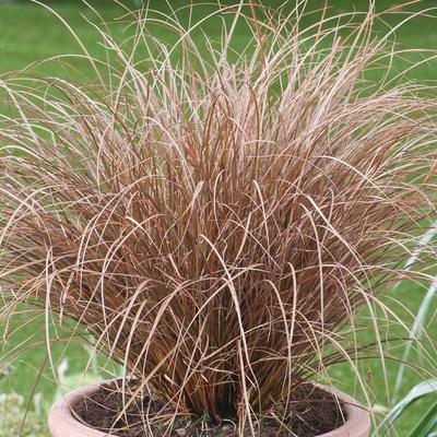 Carex petriei 'Milk Chocolate' – Csavartlevelű sás