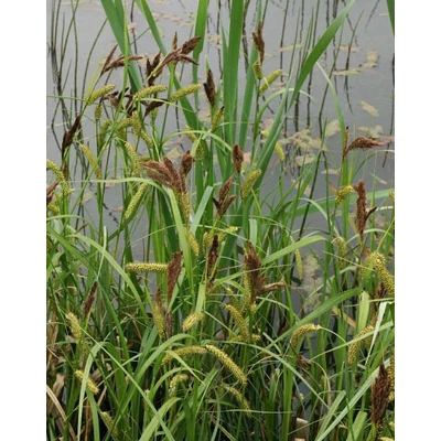 Carex riparia – Parti sás