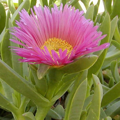 Carpobrotus acinaciformis – Boszorkány karom