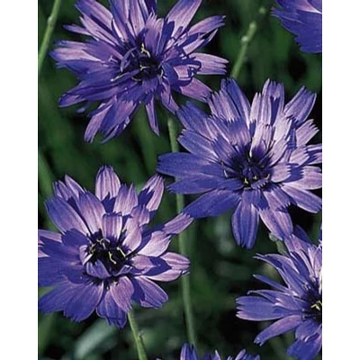Catanache caerulea – Kék zörgővirág