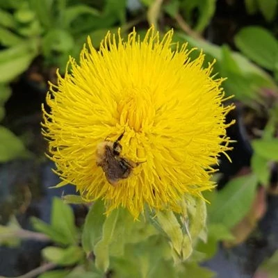 Centaurea montana 'Deep Yellow' – Hegyi imola