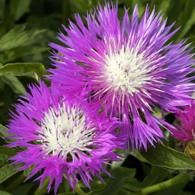 Centaurea dealbata 'Bright Rose' – Szürkés imola