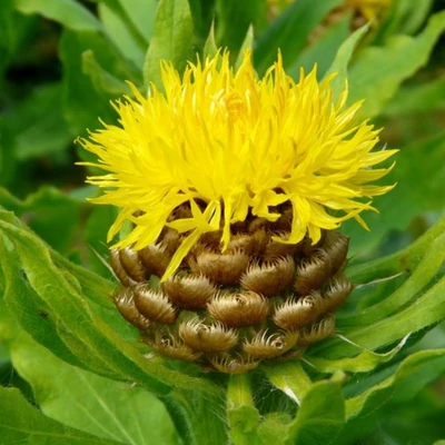 Centaurea macrocephala – Sárga imola