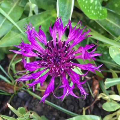 Centaurea montana 'Amethyst Dream' – Hegyi imola