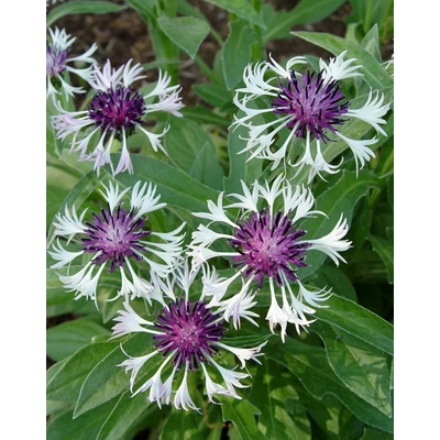 Centaurea montana 'Amethyst in Snow' – Hegyi imola