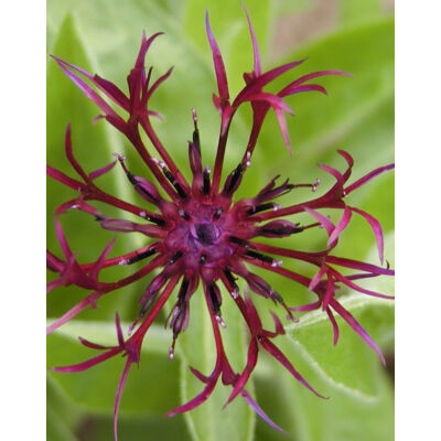 Centaurea montana 'Jordy' – Hegyi imola