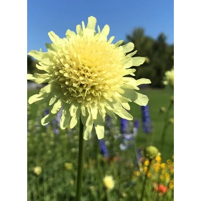 Cephalaria gigantea – Óriás fejvirág