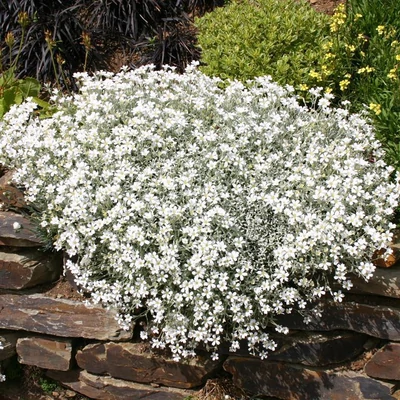 Cerastium tomentosum 'Snow in Summer' – Molyhos madárhúr