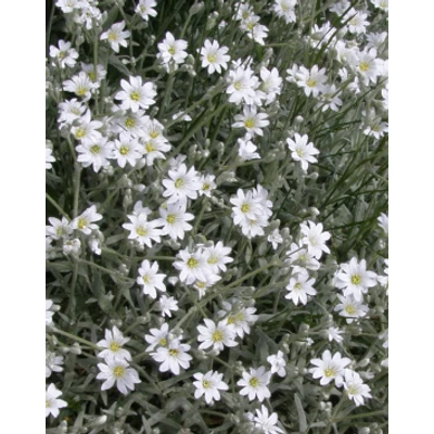 Cerastium tomentosum - Molyhos madárhúr