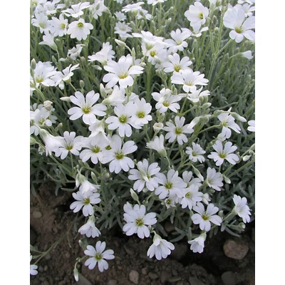 Cerastium tomentosum 'Silver White' – Molyhos madárhúr