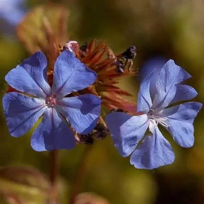 Ceratostigma griffithii – Télálló ólomvirág