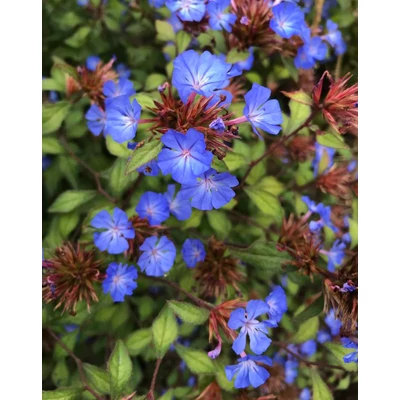 Ceratostigma willmottianum – Kínai ólomvirág
