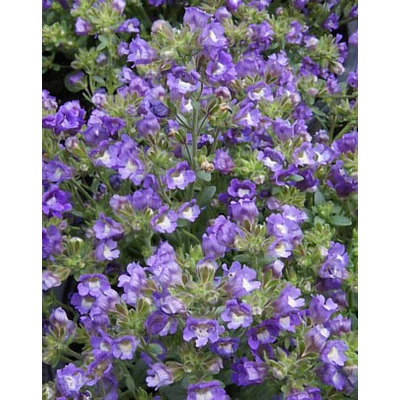 Chaenarrhinum origanifolium 'Dreamcatcher' - Nyugati tátos