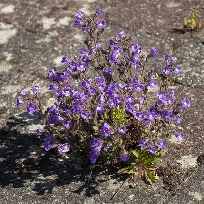 Chaenorrhinum origanifolium 'Blue Dream' – Nyugati tátos, sziklai tátika