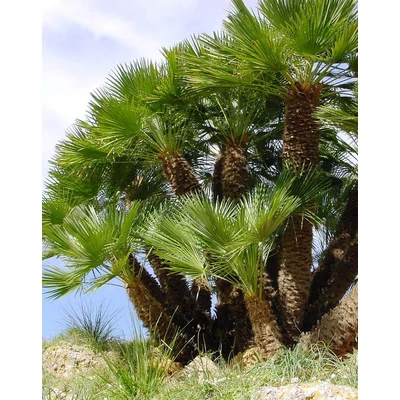 Chamaerops humilis – Európai törpepálma