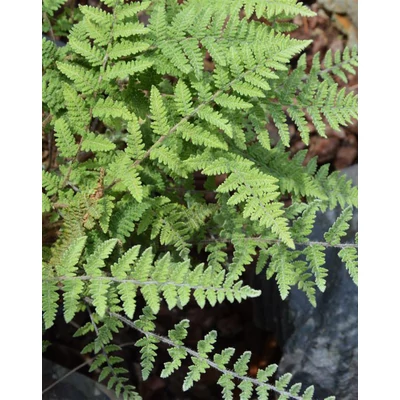 Cheilanthes lanosa - Szőrös ajakpáfrány