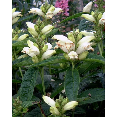 Chelone obliqua 'Alba' – Fehér gerlefej