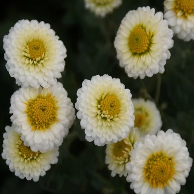 Chrysanthemum 'Camilla' – Krizantém