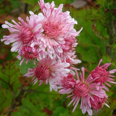 Chrysanthemum 'Emperor of China' – Krizantém
