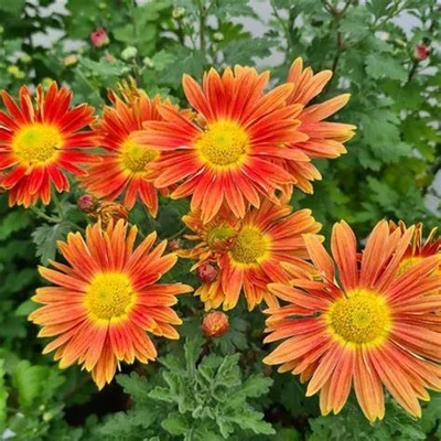 Chrysanthemum 'Cottage Apricot' – Krizantém