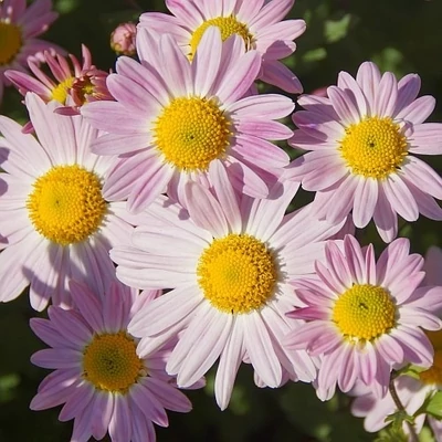 Chrysanthemum 'Hebe' – Krizantém