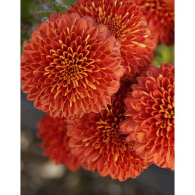 Chrysanthemum indicum 'Brockenfeuer' – Őszi margitvirág