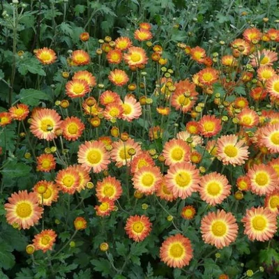 Chrysanthemum indicum 'Dernier Soleil' – Őszi margitvirág