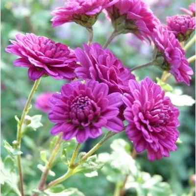 Chrysanthemum 'Julia Peterson' – Krizantém