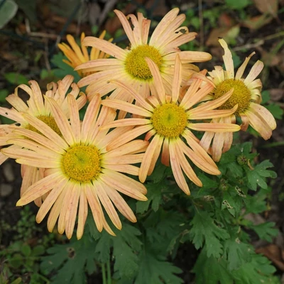 Chrysanthemum 'Mary Stoker' – Krizantém