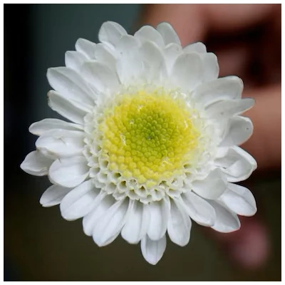 Chrysanthemum x morifolium – Krizantém (fehér)