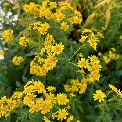 Chrysanthemum nankingense – Krizantém
