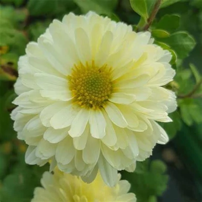 Chrysanthemum 'Poesie' – Krizantém