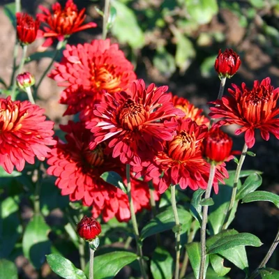 Chrysanthemum 'Rehauge' – Krizantém