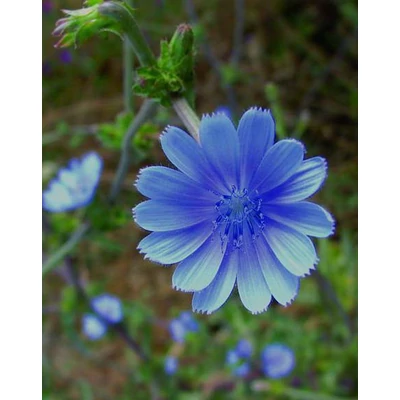 Cichorium intybus – Mezei katáng