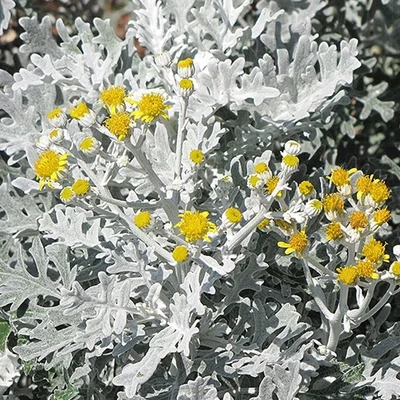 Cineraria maritima 'Silverdust' (syn. Jacobaea maritima,  Senecio cineraria 'Silver Dust) – Hamvaska