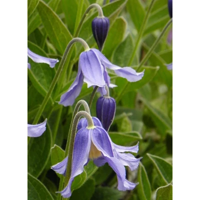 Clematis integrifolia - Réti iszalag