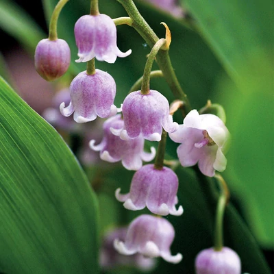 Convallaria majalis 'Rosea' – Rózsaszín virágú gyöngyvirág