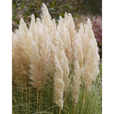 Cortaderia selloana 'Golden Goblin' – Pampafű