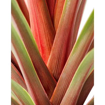 Cordyline australis 'Red Heart' – Ausztrál liliom
