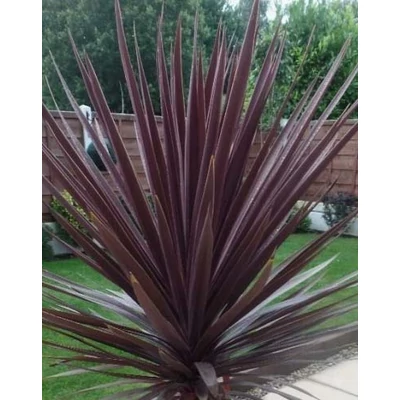 Cordyline australis 'Red Star' - Piroslevelű ausztrál liliom