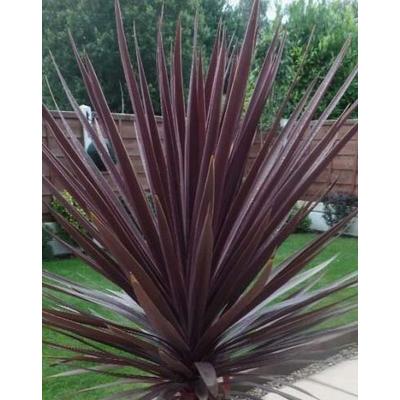 Cordyline australis 'Red Star' - Piroslevelű ausztrál liliom