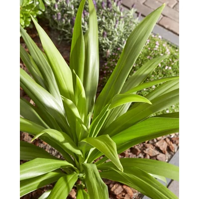Cordyline 'Emerald Star' – Ausztrál liliom