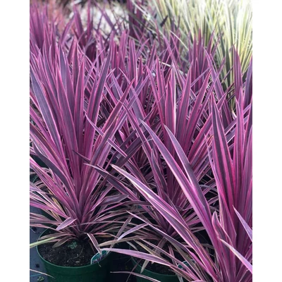 Cordyline 'Paso Doble'® – Ausztrál liliom