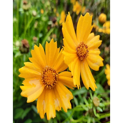 Coreopsis auriculata 'Nana' – Törpe menyecskeszem
