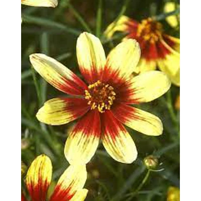 Coreopsis 'Bengal Tiger' – Menyecskeszem