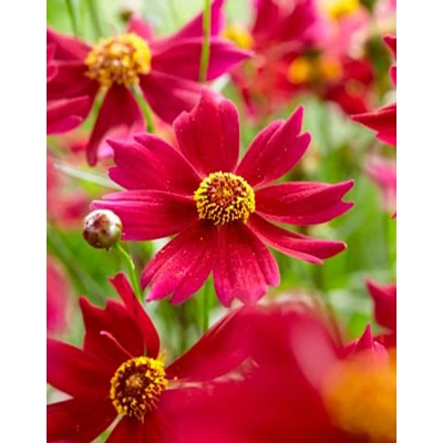 Coreopsis 'Bloomsation Dragon' – Menyecskeszem