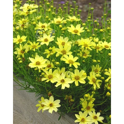 Coreopsis 'Creme Brulee' - Menyecskeszem