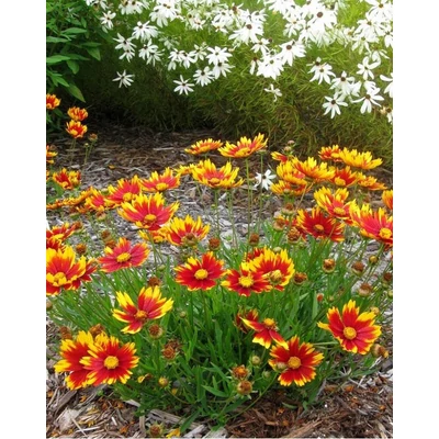 Coreopsis 'Daybreak' – Menyecskeszem